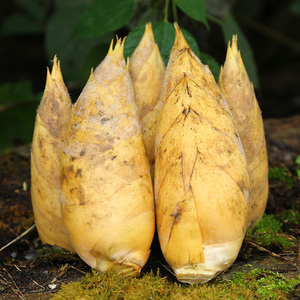 冬笋新鲜10竹笋5斤装春笋现挖鲜笋浙江临安包邮