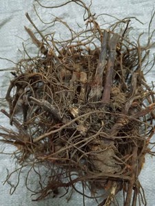 草珊瑚根/九节茶根/九节风中药材正品新货/野生肿节风500g克包邮