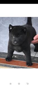 纯种中华田园犬广西土猎五黑黄狗白面虎斑铁包金四眼狗狗幼犬活体