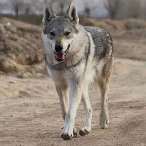 捷克狼犬幼犬狼崽中大型天狼青狗宠物犬狗活物火麒麟犬幼年杰克狼