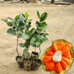 菠萝蜜苗12号红肉果树泰国红皮品种海南嫁接干苞木菠萝果苗庭院