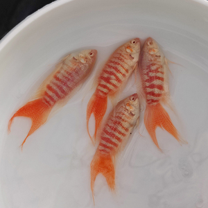 鸿运白兔中国斗鱼白化活体观赏鱼冷水淡水苗巨尾好养耐活免打氧鱼