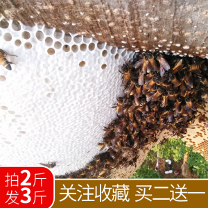 云南深山老林野生蜂蜜正宗纯正天然百花蜜结晶马叉蜂源头直销