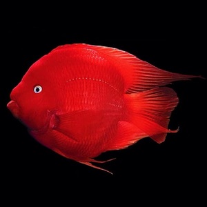 红鹦鹉鱼发财财神鱼中大型热带淡水观赏好养耐活招财鱼