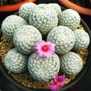 以琛仙人球突球属仙人掌实生白鸟白鸟3-3.5cm左右不含盆