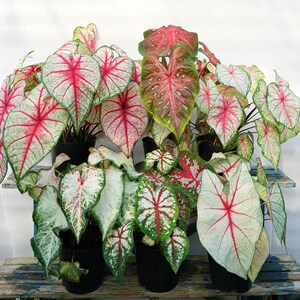 彩叶芋盆栽苗飞溅甜心粉斑雪后草莓之心室内花叶夏日微风竹芋植物