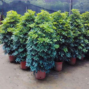 鸭脚木室内盆栽大型植物鹅掌柴树八方来财八方来财50-70(款)带白