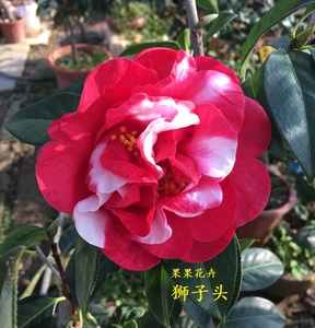 果果花卉云南茶花狮子头云茶花盆栽露天苗花卉观花庭院阳台浓香