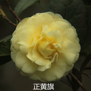 果果花卉茶花苗【正黄旗】山茶花盆栽绿植花卉露天苗庭院阳台浓香