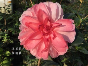 果果花卉茶花苗【斑丽修】山茶盆栽露天养植苗观茶花庭院阳台浓香