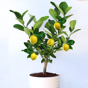 北京柠檬树