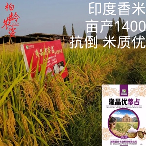 隆晶优蒂占 杂交水稻种子 印度香米 粮食好卖  再生稻