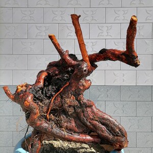 山木香老桩,嫁接月季花玫瑰蔷薇花苗砧木庭院盆景树桩盆栽怪桩