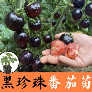 小黑番茄种子苗秧西黑柿黑珍珠美人番茄超甜小番茄种籽阳台盆栽苗