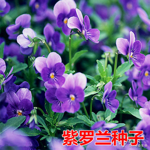 紫罗兰花种子耐寒易种四季播庭院百日草格桑花园艺园林景观花籽种