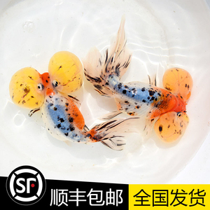 精品活体水泡金鱼小鱼苗五花冷水鱼红色观赏鱼