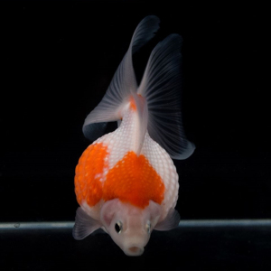 精品活体珍珠金鱼小鱼苗活体冷水鱼好养淡水鱼观赏鱼