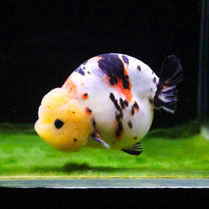 精品红色兰寿金鱼观赏鱼三色奶牛寿活体小鱼苗樱花玉兔红白冷水鱼