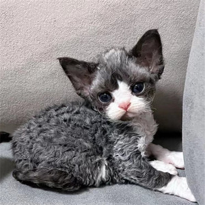 北京高端纯种德文卷毛猫 帝王猫纯白猫幼猫活体 宠物猫黑白开脸猫