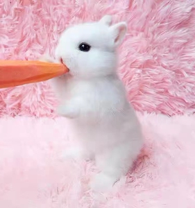 兔子护理