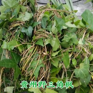 贵州野生中药材常春藤三角风三角枫追风藤钻天风常春腾500g包邮