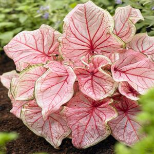 000人付款淘宝彩叶芋五彩