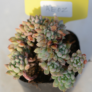 卉佳园艺 莱恩小精灵多肉植物精品老桩群生缀化一物一拍 满58包邮
