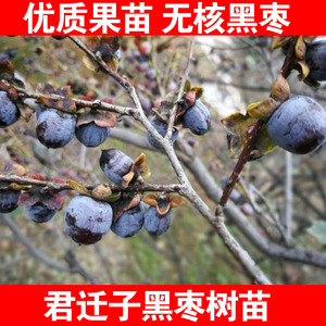 野生黑枣苗牛奶黑枣无核黑枣树苗软枣树苗君迁子树苗抗耐寒野柿子