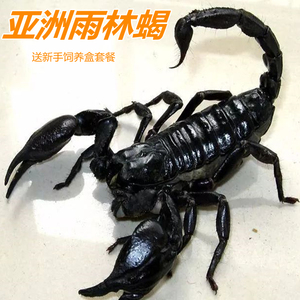 蝎子宠物亚洲雨林蝎子宠物超大个体另类昆虫皇帝巨型昆虫送饲养套