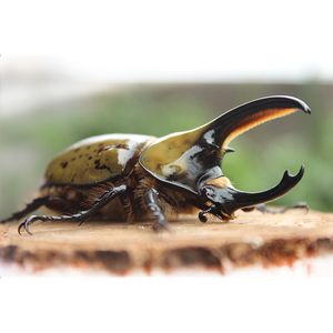 宠物墨西哥白兜甲虫锹甲兜虫独角仙长戟大兜虫锹形虫昆虫活体爬虫