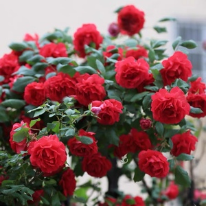 【弗洛伦蒂娜】爬藤月季多季节开花 正红色大花抗病 庭院楼顶阳台