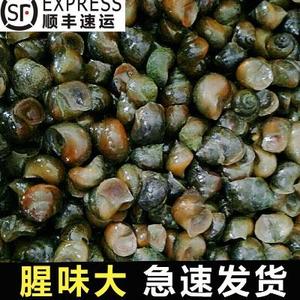 脆螺钓鱼饵料鱼饵鲜活田螺打窝螺蛳野钓黑坑水库钓黑鱼皖鱼大青鱼