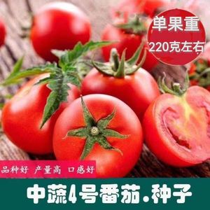 中蔬四号蔬菜种子果粉大番茄阳台盆栽果蔬庭院种植菜籽西红柿种子