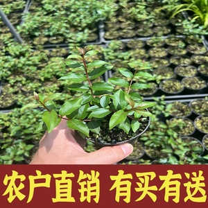 日本姬紫薇红花粉花掌上微型盆景素材室内庭院绿植盆栽好养容易活
