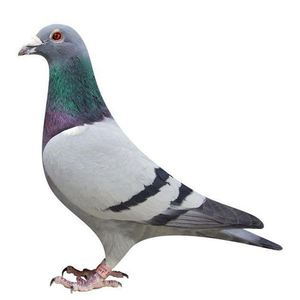 信鸽幼鸽一对麒麟