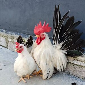 希尔鸡黑白花怀特成年鸡大体型观赏鸡泰国白桂鸡腿上带毛元宝鸡