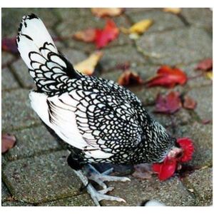 宠物鸡土鸡麒麟鸡新品种活鸡黑银白桂鸡波兰鸡 公一母长不大种蛋