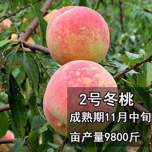 新品种冬桃2号 嫁接桃树苗南北方种植特大果树苗当年结果