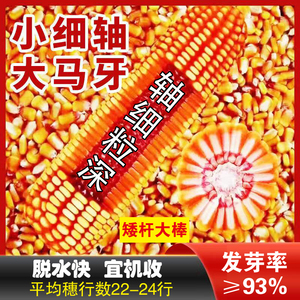 0064人付款淘宝矮大棒/沈玉21 大田种植杂交玉米种子基地 高产大穗