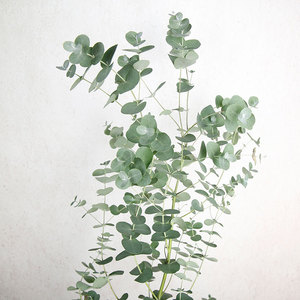 心叶尤加利树苗