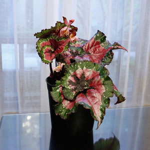 观叶秋海棠五彩蜗牛秋海棠网红ins室内桌面北欧植物盆栽造景绿植