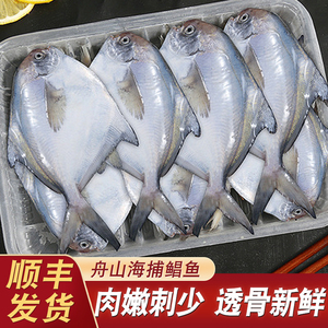 舟山海鲜特产银鲳鱼新鲜深海海捕鲜活冷冻鲳鱼鳊鱼白鲳鱼