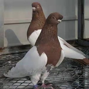 【两头红鸽子】出售活体鸽子观赏鸽两头红种鸽青年鸽一对包邮包活