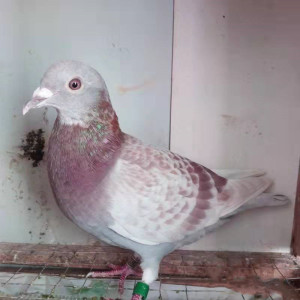 红雨点信鸽鸽子活一对活体种鸽青年幼鸽小鸽子赛鸽成绩鸽原配一对