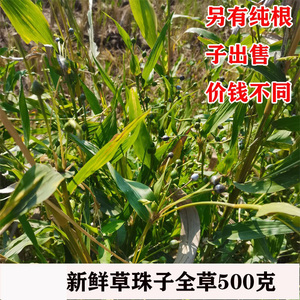 60linyi1168淘宝野生尿珠子根野薏米根尿猪根打碗结石草药中药材250