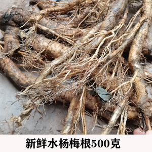 广西现挖水杨梅根水团花根绣球柳根新鲜500克包邮