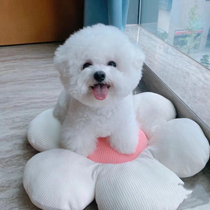 纯种比熊幼犬活体小体茶杯犬法国卷毛飞耳比熊犬灰色泰迪犬宠物狗