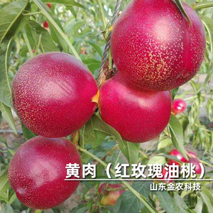 嫁接红玫瑰油桃桃树苗6月下旬成熟早熟黄肉脆甜油桃当年结果