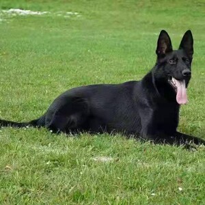 纯种东德牧羊犬幼犬活体昆明犬幼犬警犬军犬科目东德黑色狼狗幼犬