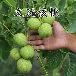 文玩核桃苗树当年结果